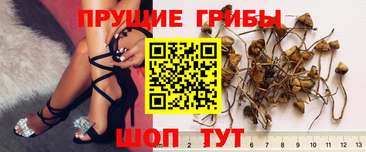 Галлюциногенные грибы прущие грибы  Псилоцибиновые грибы Psilocybe  Алейск  Вход с VPN 